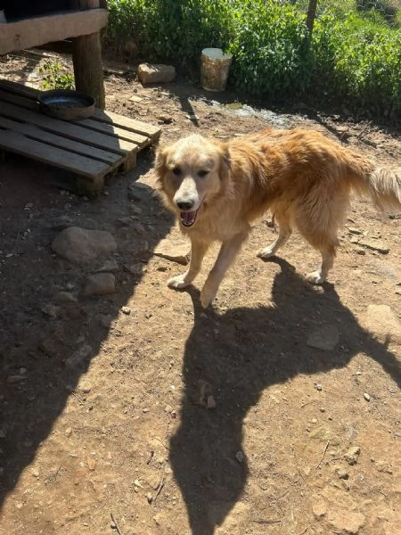 Susy splendida simil Golden cerca casa 