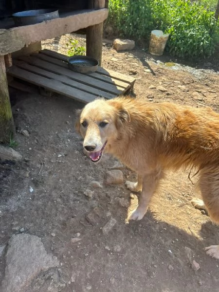 Susy splendida simil Golden cerca casa  | Foto 2