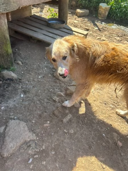 Susy splendida simil Golden cerca casa  | Foto 1