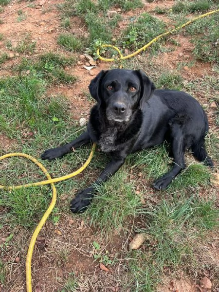 Linda splendida cagnolona cerca casa 