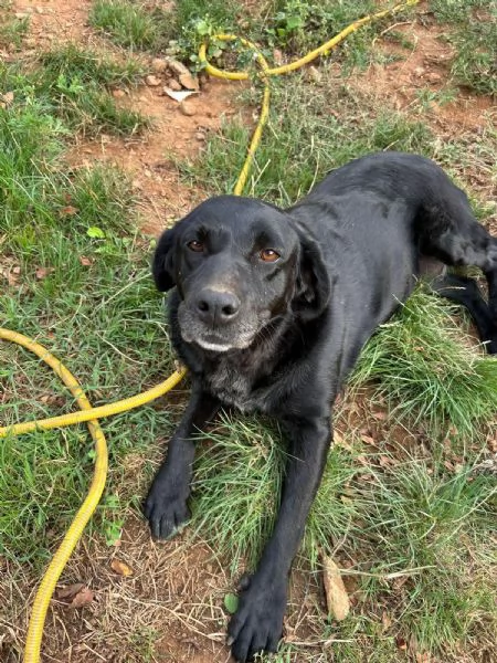 Linda splendida cagnolona cerca casa  | Foto 4