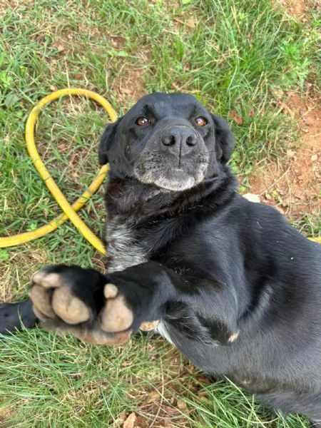 Linda splendida cagnolona cerca casa  | Foto 1