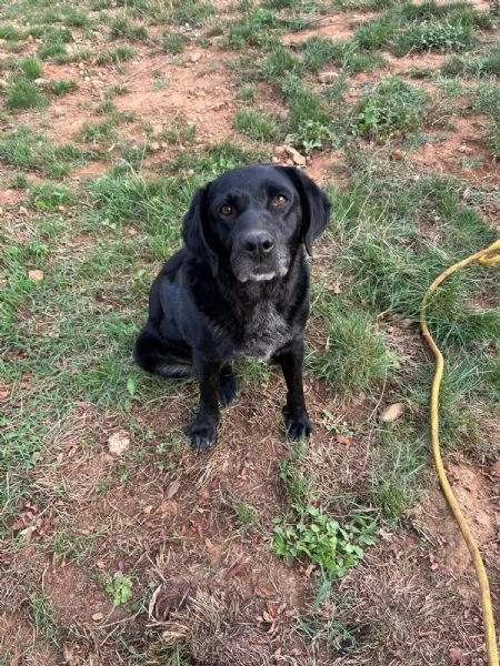 Linda splendida cagnolona cerca casa  | Foto 0