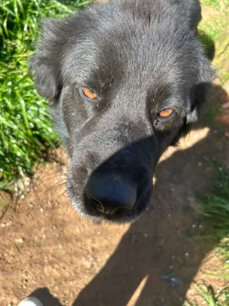 Nerone splendido dolce cagnolone cerca casa 