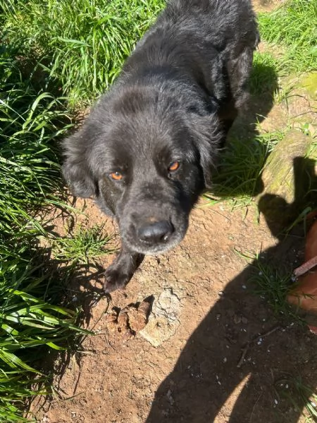 Nerone splendido dolce cagnolone cerca casa  | Foto 0