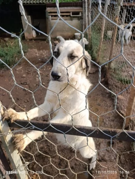 Gracy splendida giovanotta cerca casa  | Foto 2