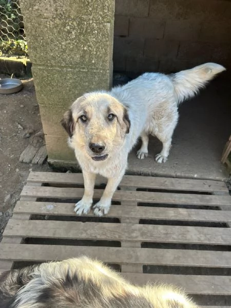 Gracy splendida giovanotta cerca casa  | Foto 0