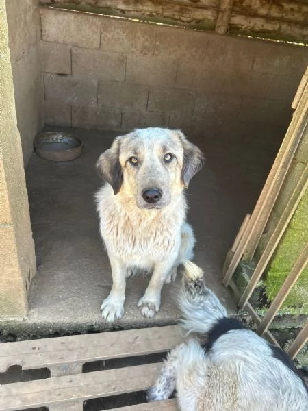 Gracy splendida giovanotta cerca casa 