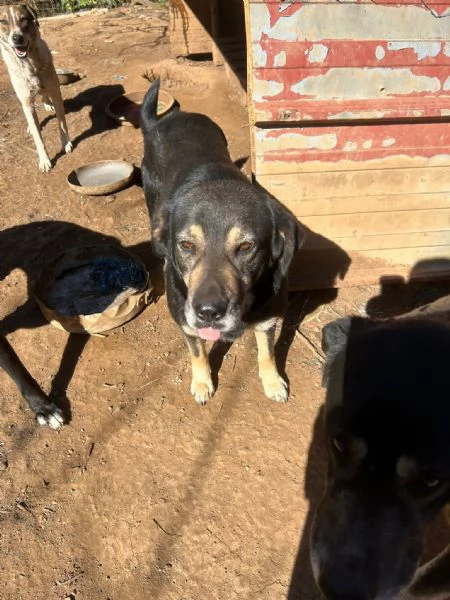 Lillo splendido cagnolone cerca casa  | Foto 1