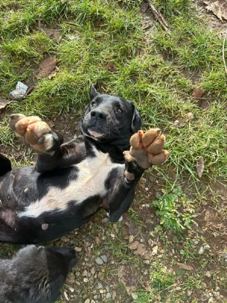 Pluto splendido cagnolone cerca casa  | Foto 3