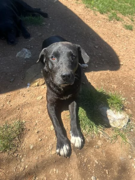 Pluto splendido cagnolone cerca casa  | Foto 2