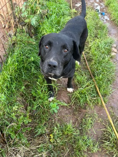 Pluto splendido cagnolone cerca casa  | Foto 1