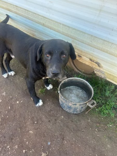 Pluto splendido cagnolone cerca casa  | Foto 0