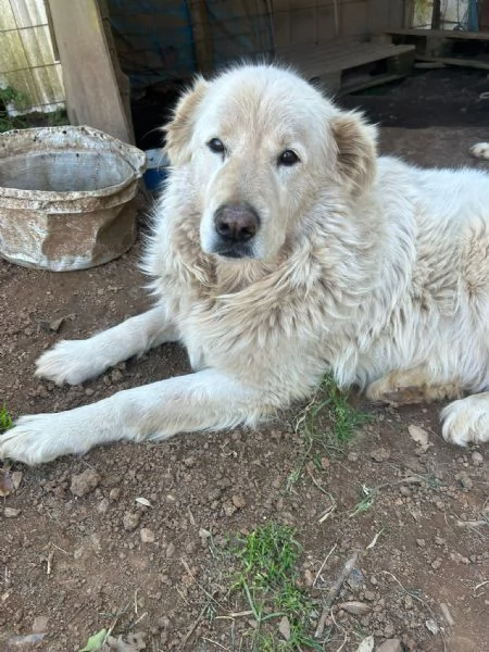 Biancone splendido cagnolone cerca casa | Foto 4
