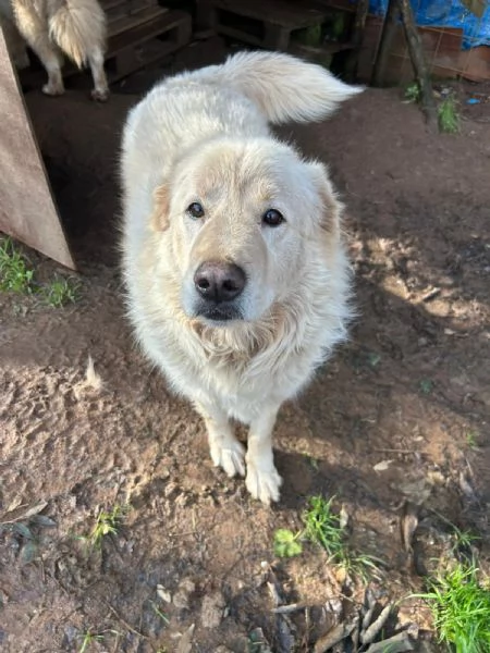 Biancone splendido cagnolone cerca casa | Foto 1