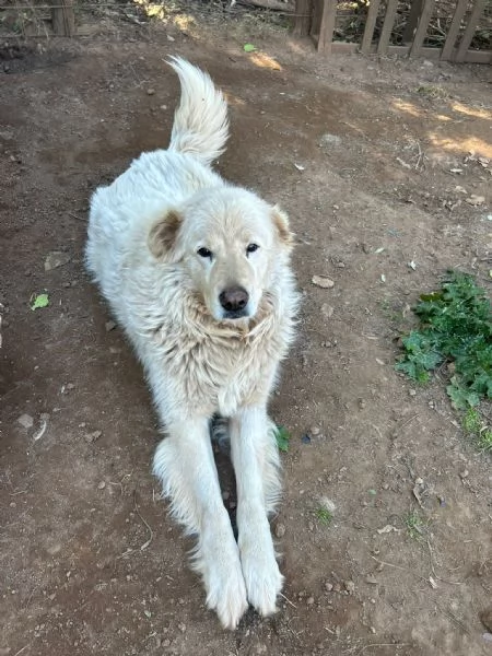 Biancone splendido cagnolone cerca casa | Foto 0