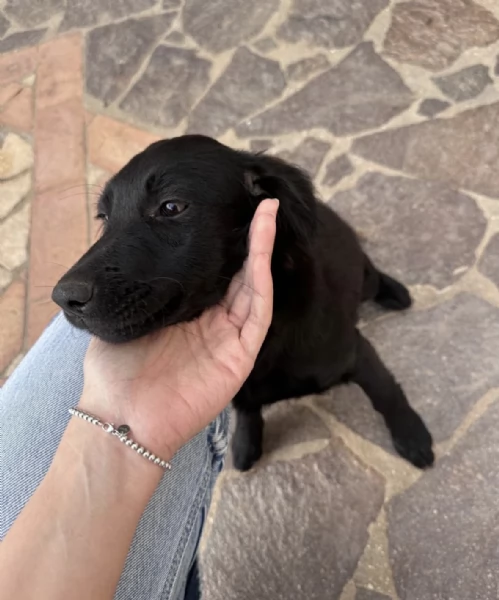 Lola splendida super soffice cucciola cerca casa 