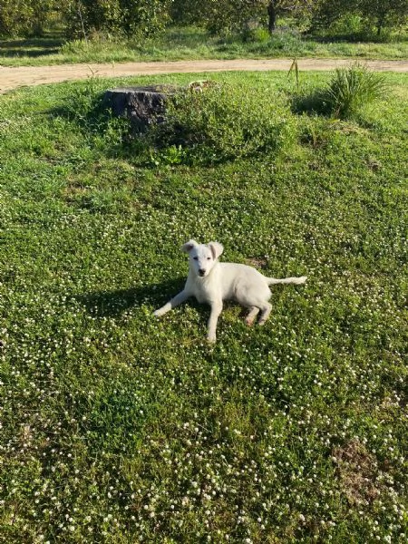 Charley splendido dolce cucciolo cerca casa  | Foto 2