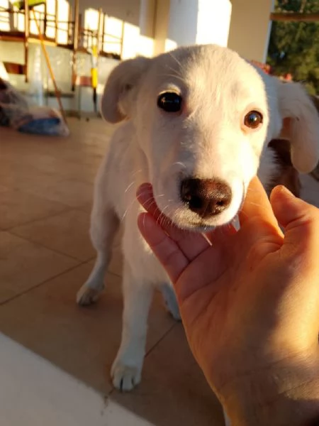 Charley splendido dolce cucciolo cerca casa  | Foto 1