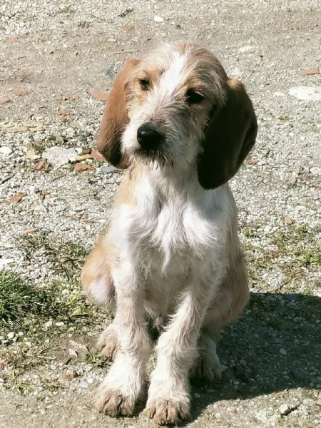 Spino meraviglioso dolce cucciolo cerca casa 
