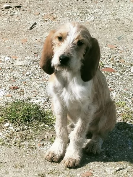 Spino meraviglioso dolce cucciolo cerca casa  | Foto 1