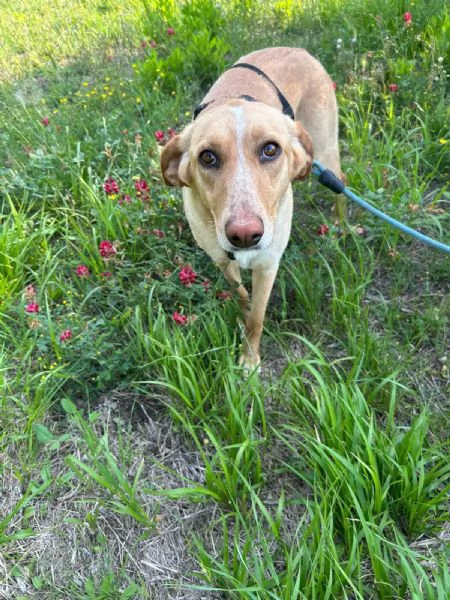 Rosy splendida giovane simil Segugio cerca casa  | Foto 3