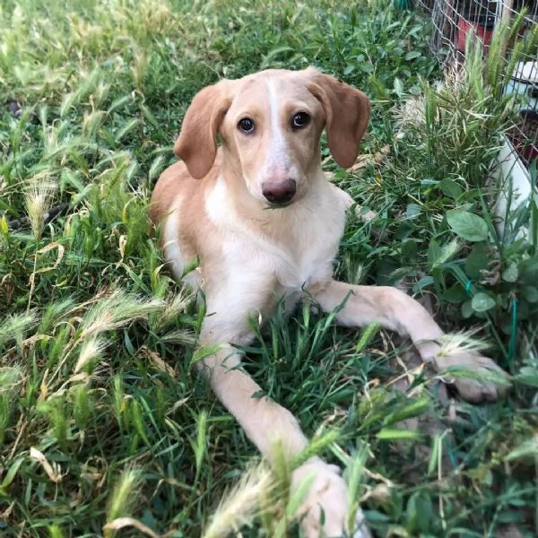 Rosy splendida giovane simil Segugio cerca casa  | Foto 1