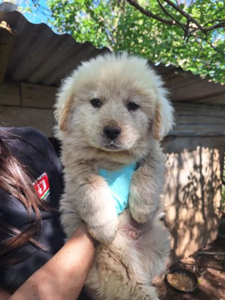 Eden splendido cucciolotto simil Maremmano | Foto 3