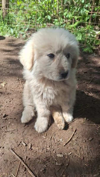 Eden splendido cucciolotto simil Maremmano | Foto 1