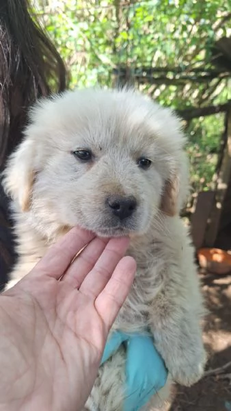Eden splendido cucciolotto simil Maremmano | Foto 0