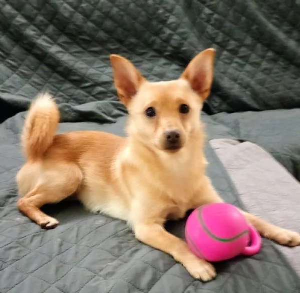 Lapo splendido piccolo cagnolino cerca casa  | Foto 0