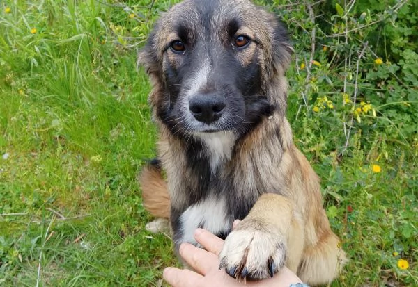 Apollo splendido dolce cucciolo simil pastore cerca casa 
