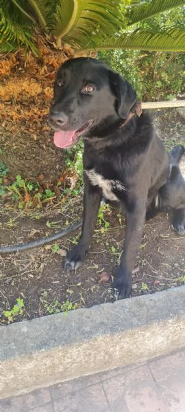 Paco meraviglioso giovanotto cerca casa  | Foto 3