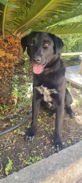 Paco meraviglioso giovanotto cerca casa  | Foto 0