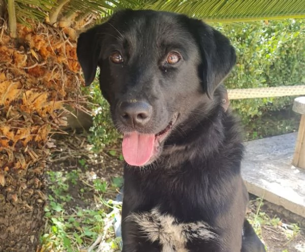 Paco meraviglioso giovanotto cerca casa 