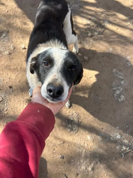 Leon tenero cagnolino bianco nero  | Foto 4