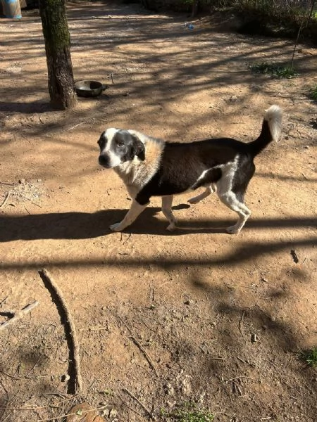 Leon tenero cagnolino bianco nero  | Foto 3