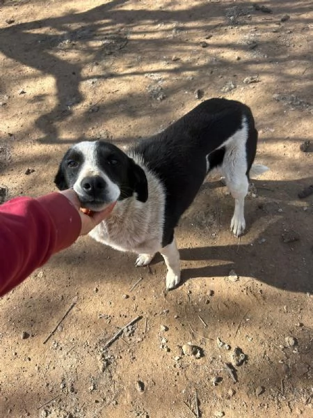 Leon tenero cagnolino bianco nero  | Foto 2