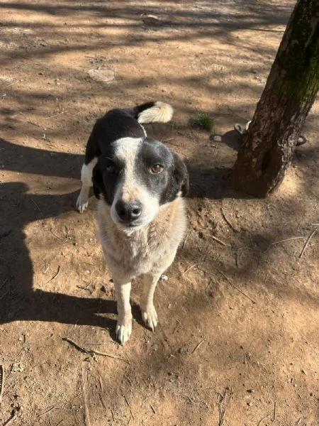 Leon tenero cagnolino bianco nero  | Foto 1