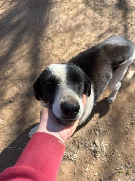 Leon tenero cagnolino bianco nero  | Foto 0