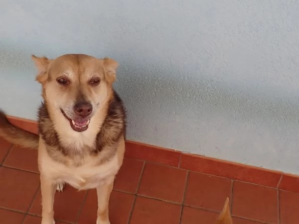 Gelbie tenera nonnina cerca casa  | Foto 4