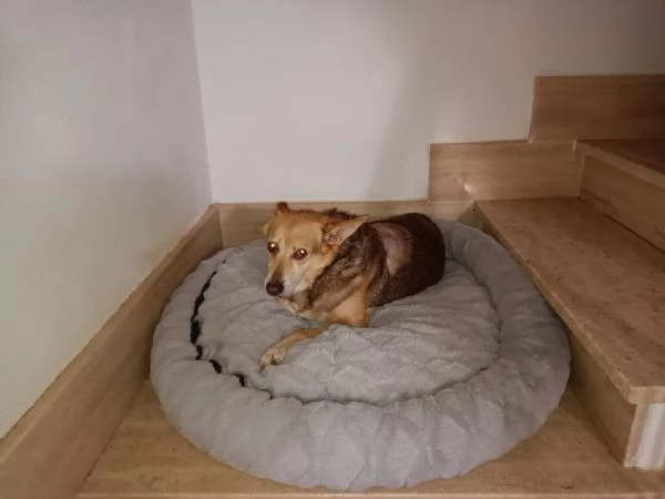 Gelbie tenera nonnina cerca casa  | Foto 3