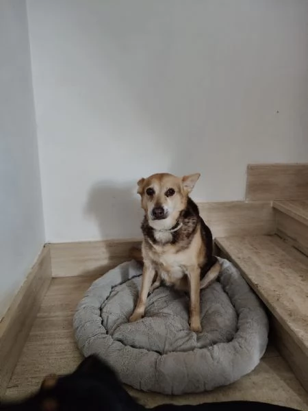 Gelbie tenera nonnina cerca casa  | Foto 2