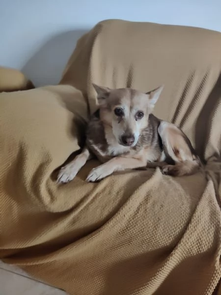 Gelbie tenera nonnina cerca casa 