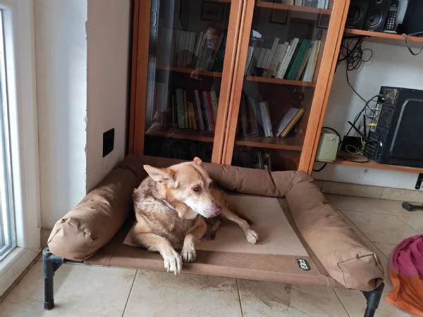 Gelbie tenera nonnina cerca casa  | Foto 0