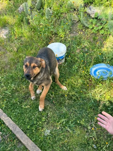 Elly splendida cucciola simil pastore cerca casa  | Foto 2