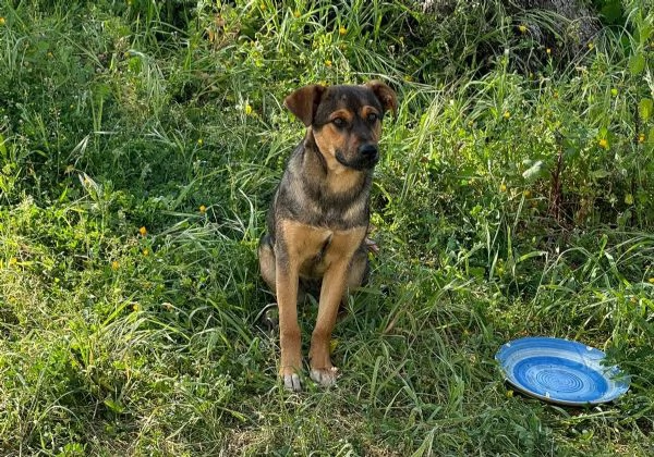 Elly splendida cucciola simil pastore cerca casa 