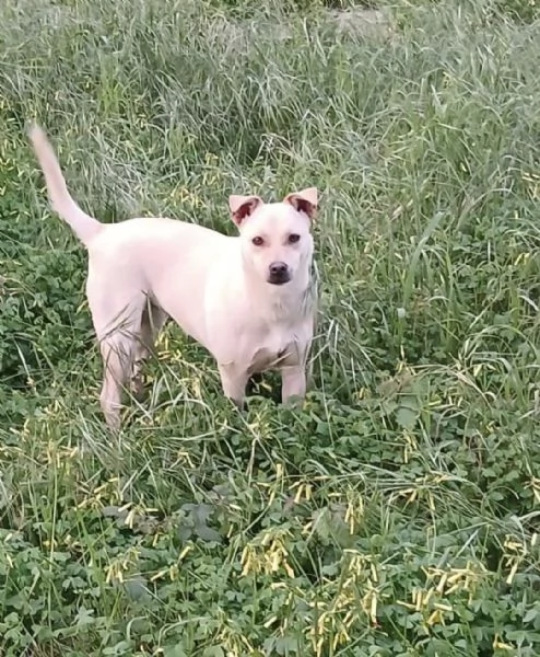 Terry splendida dolce cucciolina cerca casa  | Foto 4