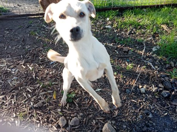 Terry splendida dolce cucciolina cerca casa  | Foto 3