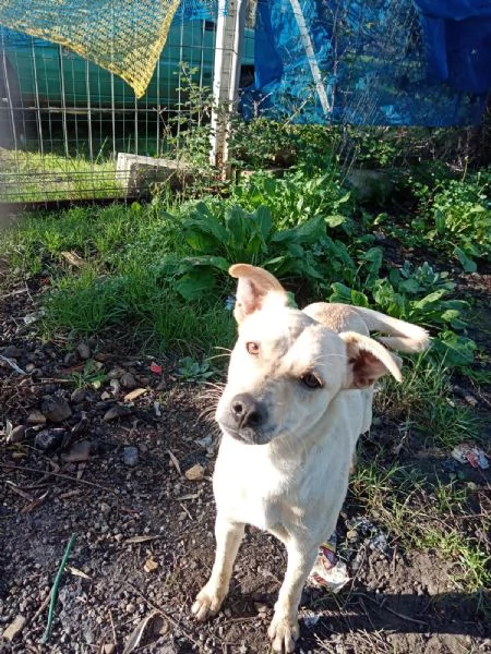 Terry splendida dolce cucciolina cerca casa  | Foto 2